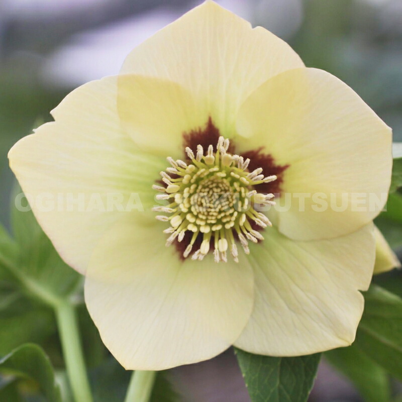 楽天市場】クリスマスローズ イエロー フラッシュ系（シングル）大苗