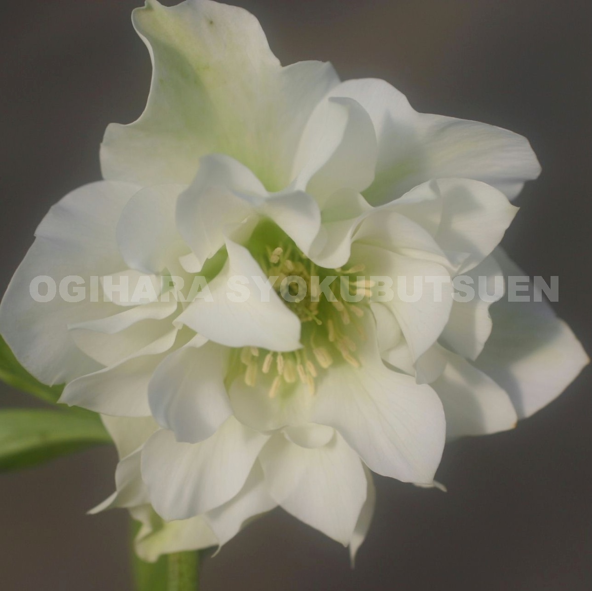 楽天市場】クリスマスローズ ホワイト ダブル（純白）大苗 : おぎはら