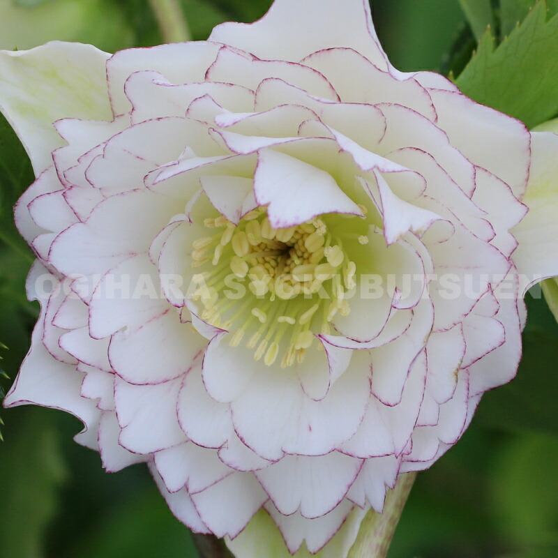 楽天市場】クリスマスローズ 多弁ダブル ホワイト ピコティ系 大苗