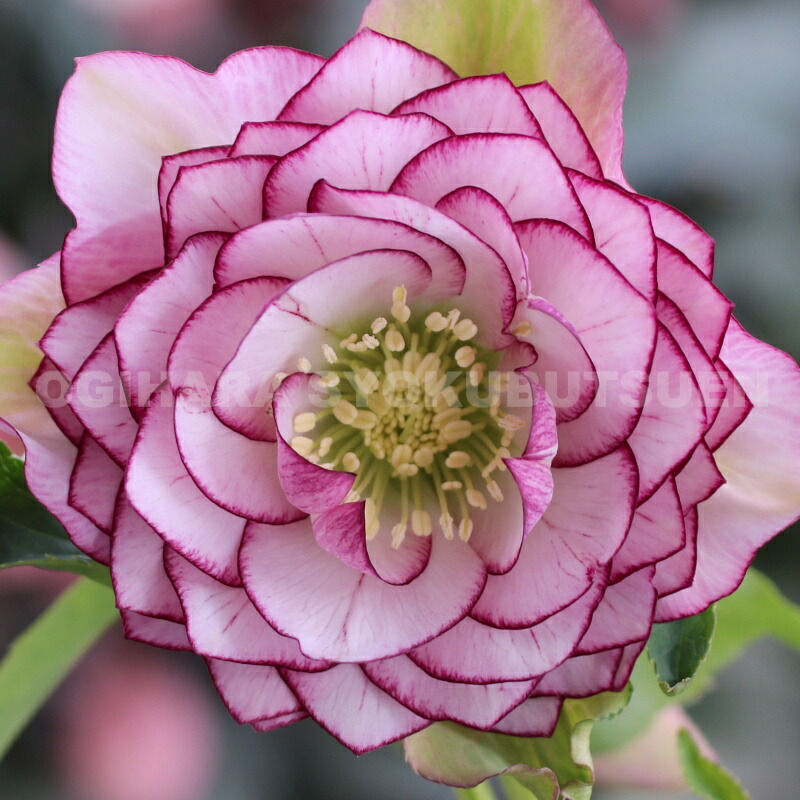 楽天市場】クリスマスローズ 多弁ダブル ピンク ピコティ系 大苗 : お