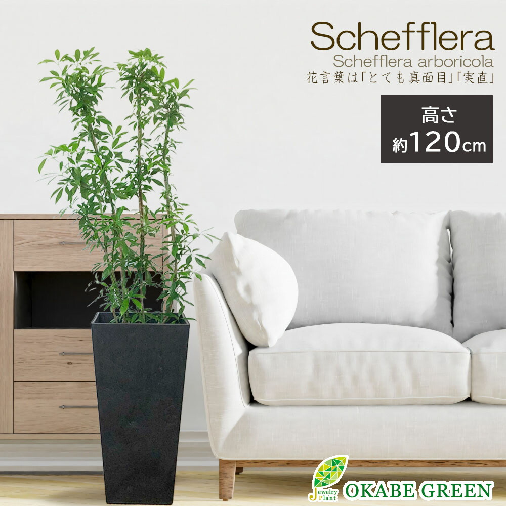 楽天市場】観葉植物 大型 シェフレラ ホンコンカポック 7号 【現品