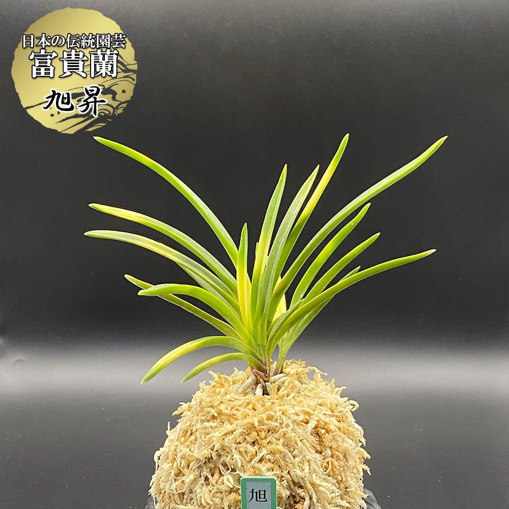 楽天市場】【2個同時購入10％OFFクーポン配布中】 富貴蘭 風蘭 蘭 旭昇