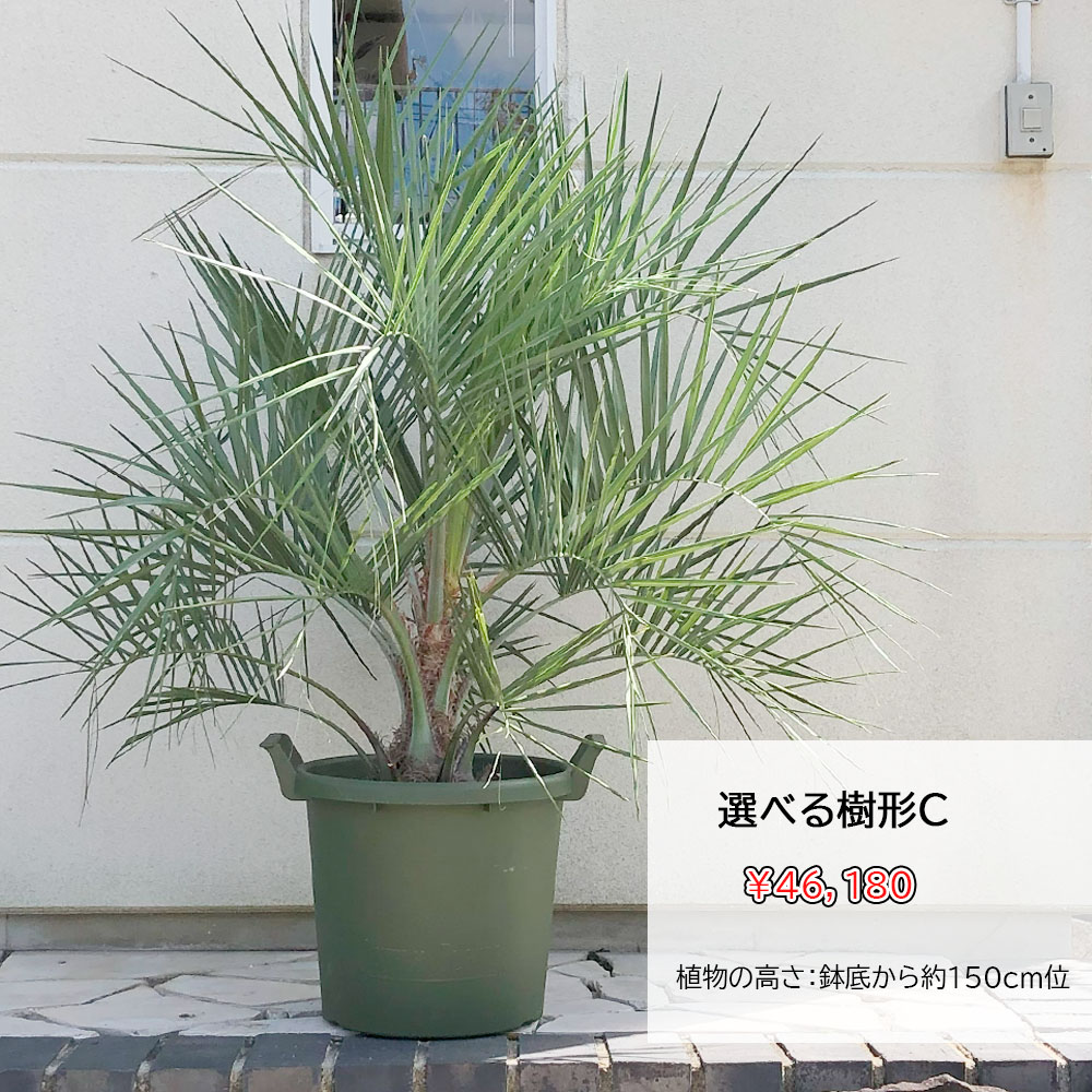 楽天市場】【2個同時購入10％OFFクーポン配布中】 観葉植物 大型 屋外