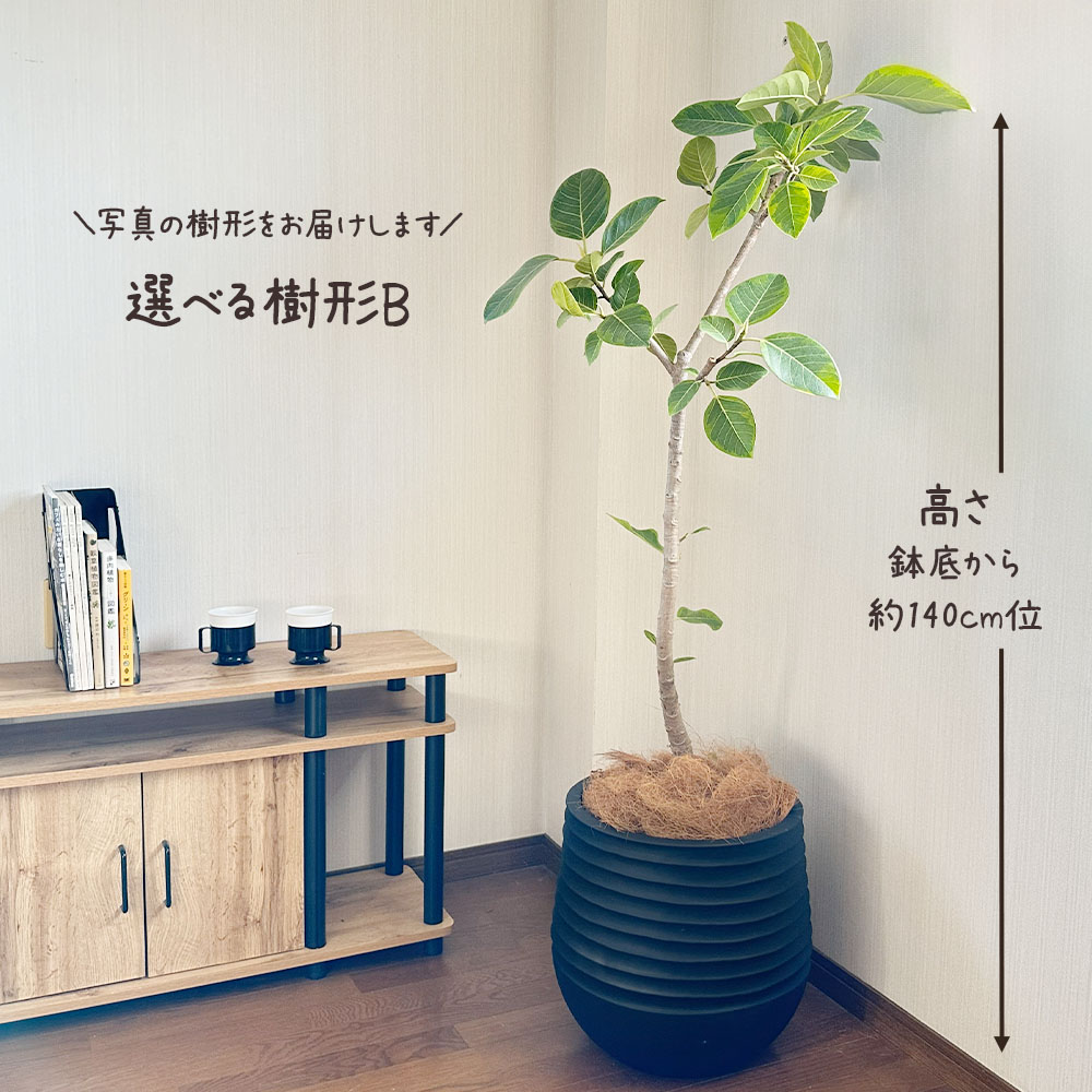楽天市場】【2個同時購入10％OFFクーポン配布中】 観葉植物 大型 ゴム