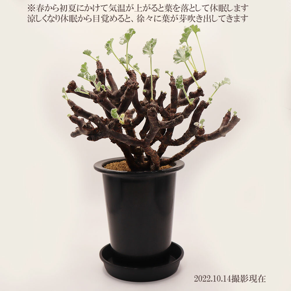 楽天市場】【2個同時購入10％OFFクーポン配布中】 観葉植物 【超希少
