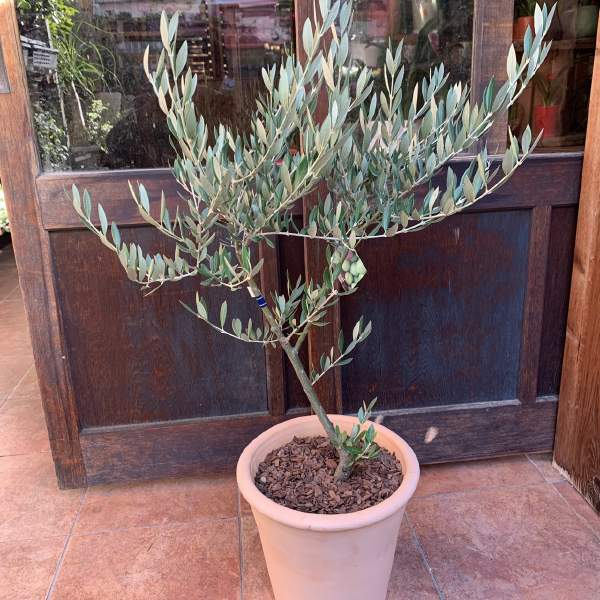 観葉植物 オリーブの木 現品」の人気商品一覧 | 安い商品を通販サイト