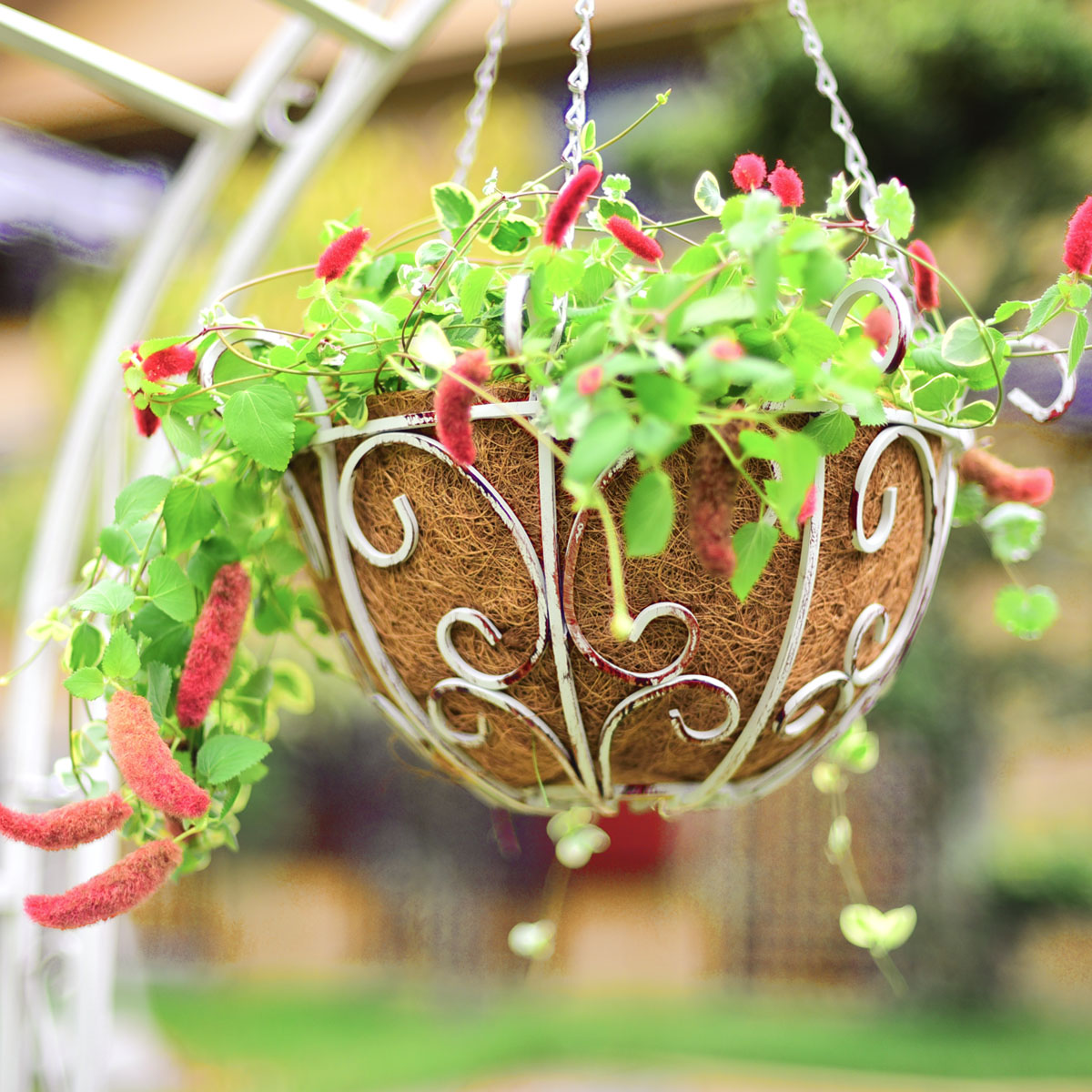 楽天市場】39対応 ゴージャスアイアンハンギングバスケット 2個セット