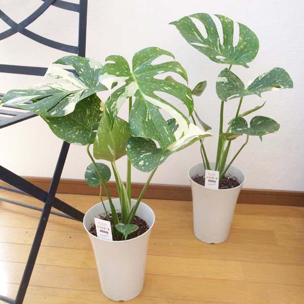 楽天市場】斑入り モンステラ 6号サイズ 鉢植え 観葉植物 斑入り葉が