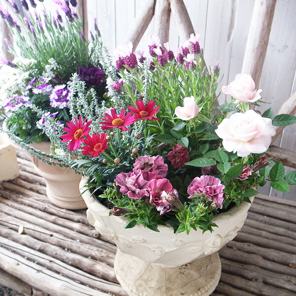 楽天市場】紅葉センペルビウム シルバージュビリー 3号 多肉植物