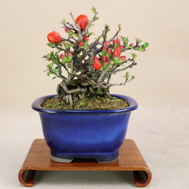 楽天市場】長寿梅 根上り（赤花） 小品盆栽 【雑木盆栽】いよじ園