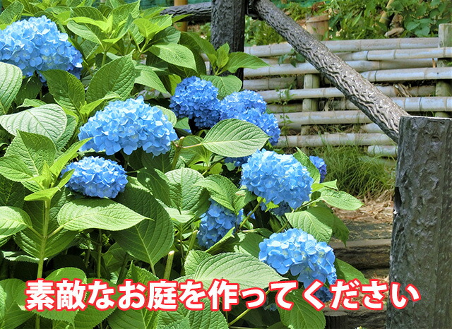 楽天市場】母の日 2026 あじさい 鉢植え 植栽 苗 【 色が選べる