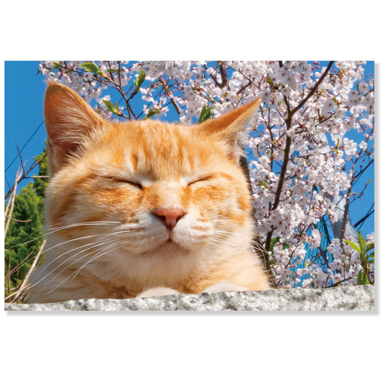 楽天市場】春・春柄ネコポストカード 茶とらアップ PB-552h