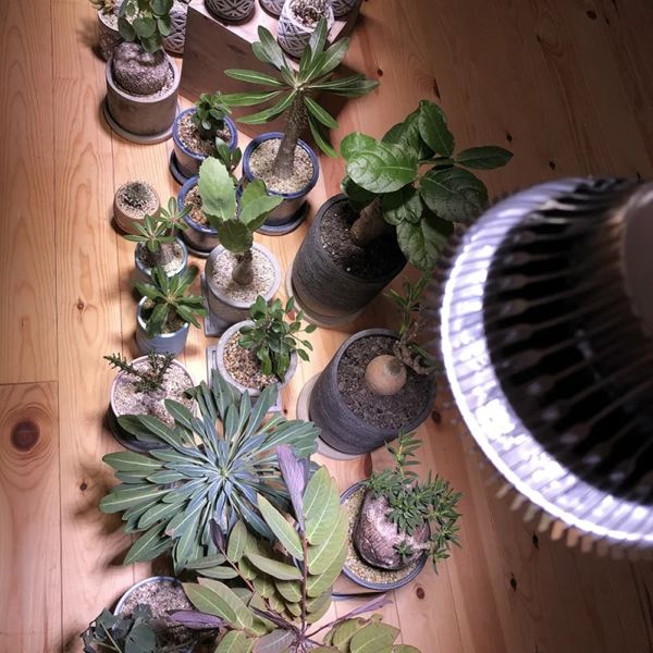 楽天市場】SUN-18W BARREL E26 植物育成ライト LED 太陽光LED アガベ