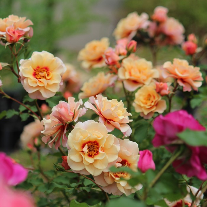 楽天市場】バラ苗【中苗】クランベリーアイズ 国産苗 6号鉢植え品