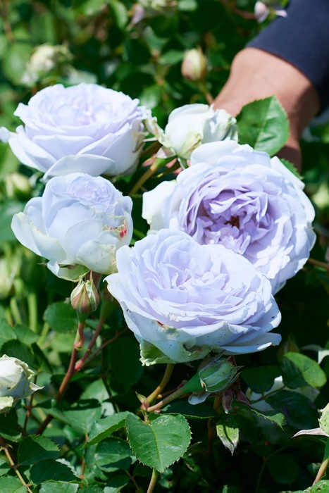 楽天市場】バラ苗【中苗】ポルトブルー 国産苗 6号鉢植え品［農林水産