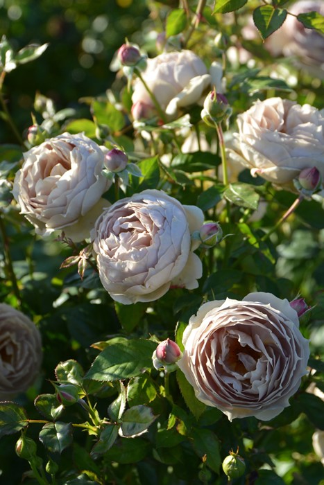 楽天市場】【冬季大苗】バラ苗 ルクソール 国産苗 6号鉢植え品［農林