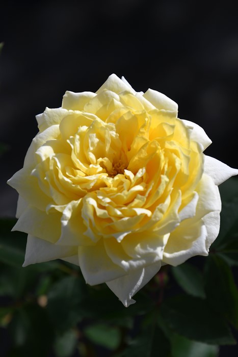 楽天市場】【冬季大苗】バラ苗 ひかりの素足 国産苗 6号鉢植え品［契約