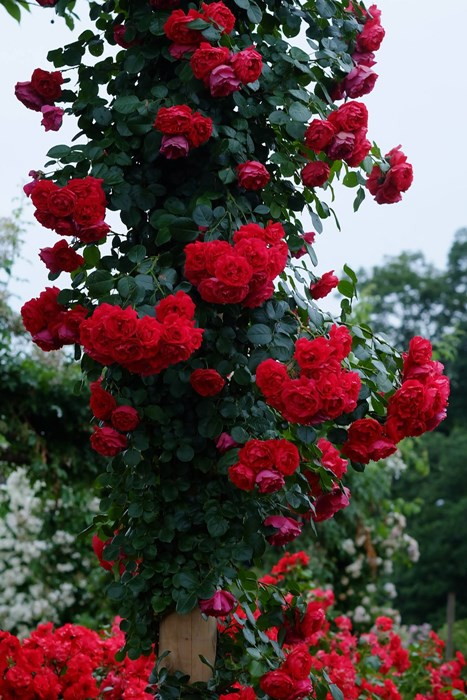 楽天市場】【冬季大苗】バラ苗 フロレンティーナ 国産苗 6号鉢植え品