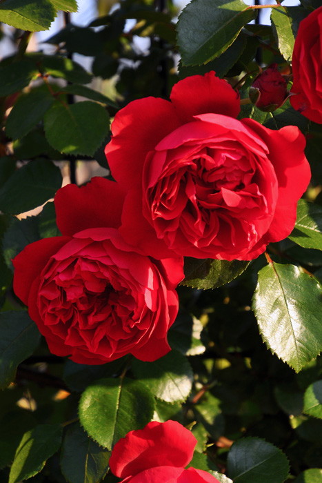 楽天市場】【冬季大苗】バラ苗 フロレンティーナ 国産苗 6号鉢植え品