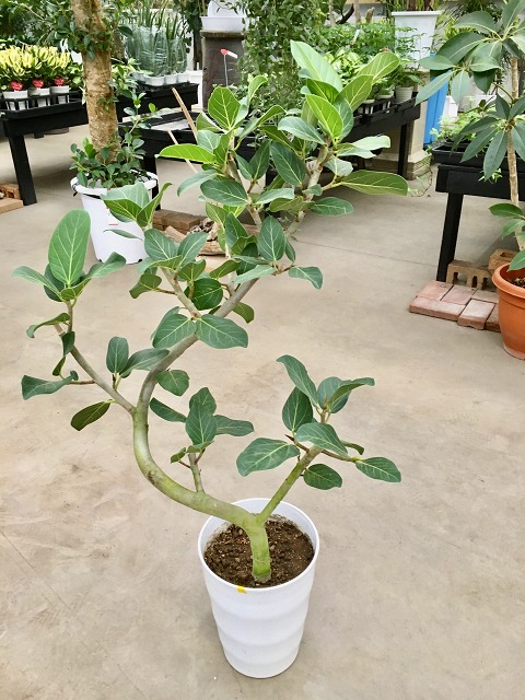 楽天市場】ベンガレンシス 曲がり 7号 観葉植物 ベンガル フィカス 大