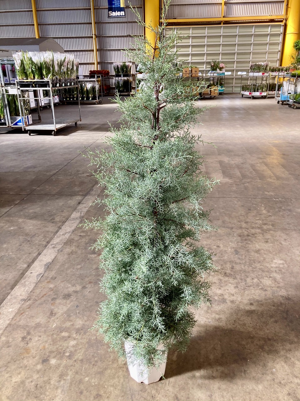 楽天市場】コニファー ブルーアイス 10号 観葉植物 鉢植え 苗 苗木 木