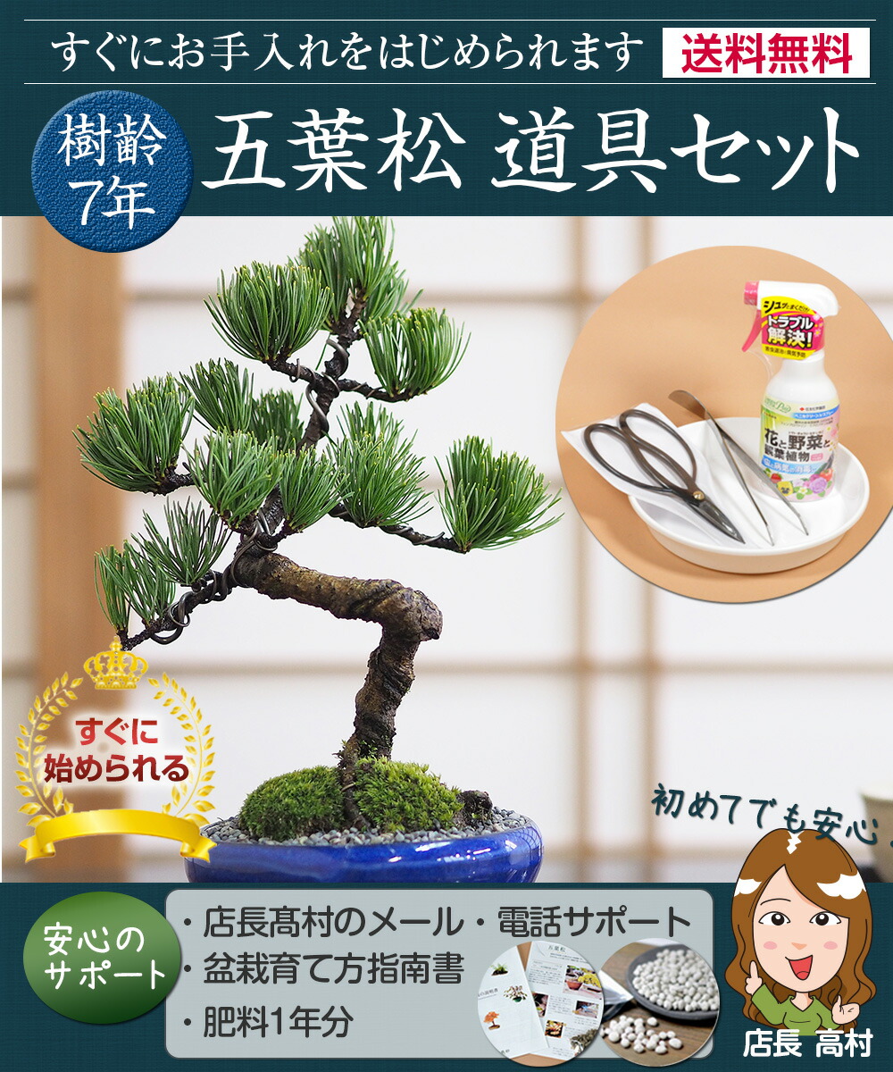 楽天市場】盆栽 五葉松 はじめての4点道具セット 樹齢7年 松 高松盆栽