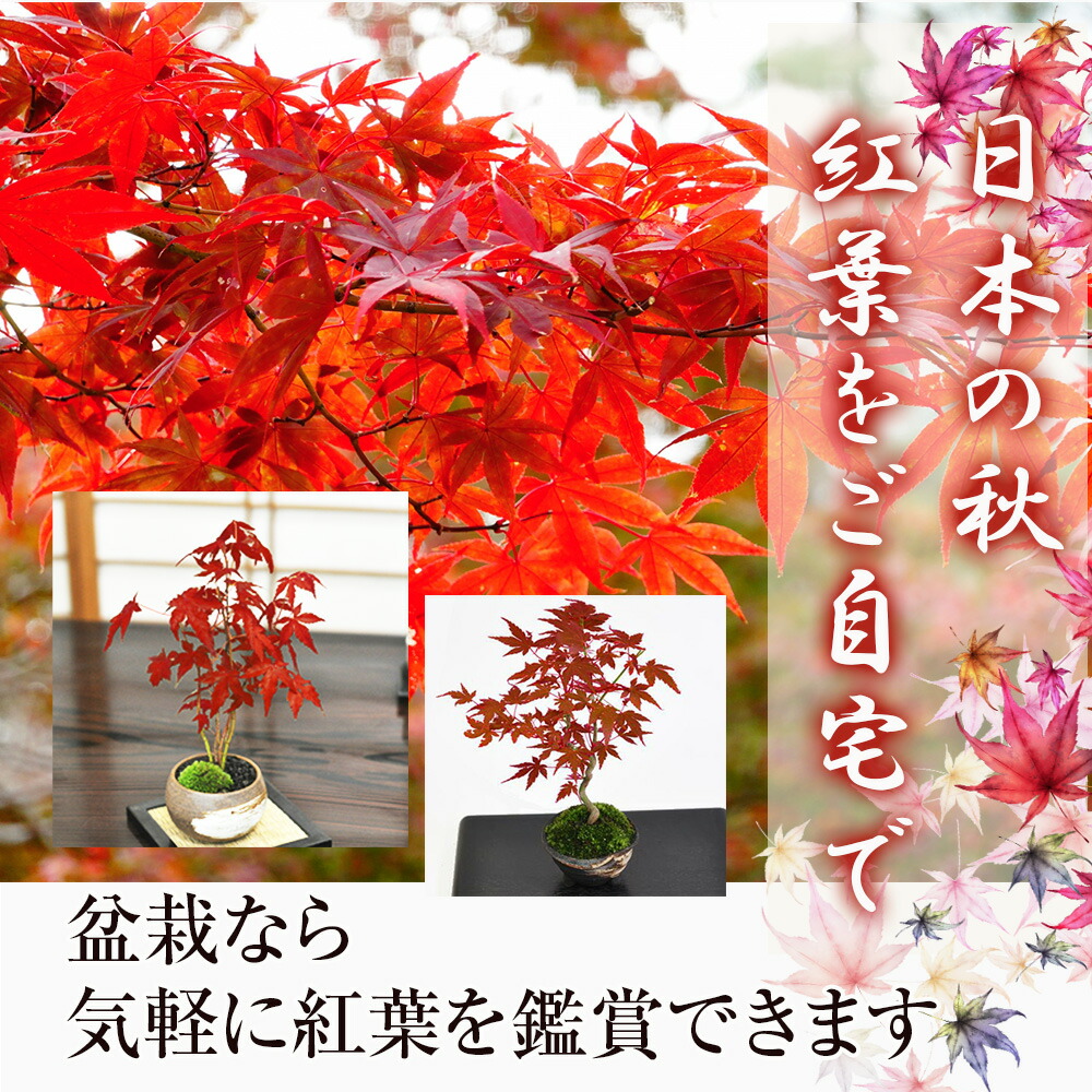 楽天市場】盆栽 カエデ 楓の寄せ植え 太幹 かえで 楓 小品盆栽 中品