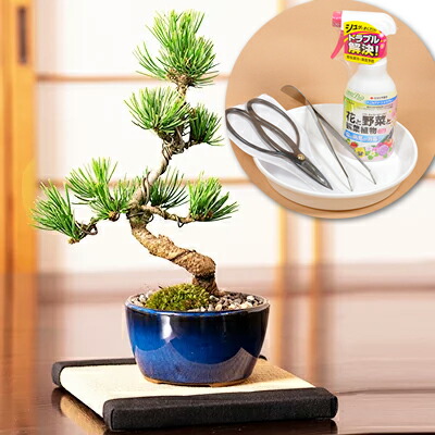 楽天市場】ミニ盆栽 ミニ五葉松 入門道具セット 樹齢5年 松 ミニ盆栽
