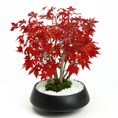 楽天市場】盆栽 もみじ 山もみじの寄せ植え 太幹 モダン モミジ紅葉