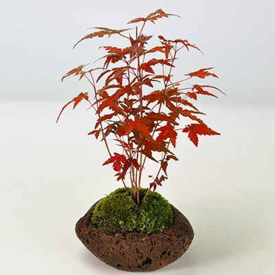 楽天市場】盆栽 もみじ 寄せ植え 石付き 山もみじ 紅葉 ミニ盆栽