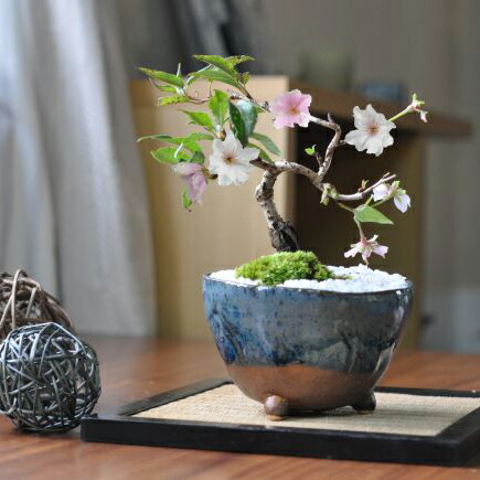 楽天市場】盆栽 桜 ミニ桜 十月桜 ミニ盆栽 生子信楽鉢 桜のモダン盆栽