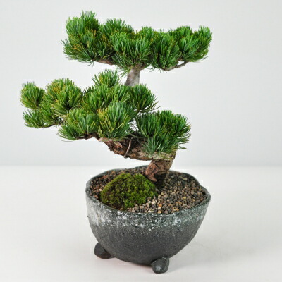 楽天市場】盆栽 高松盆栽 別格五葉松 松 松柏 室内鑑賞 趣味 ぼんさい