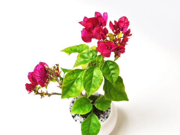 楽天市場】盆栽 ブーゲンビリアの盆栽 ミニ盆栽 花 記念樹 鉢植え