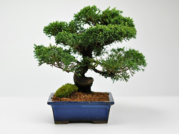 楽天市場】ミニ盆栽 真柏 ジンシャリが見事な特選真柏の盆栽 小品ミニ