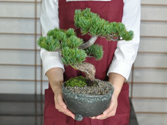 楽天市場】盆栽 高松盆栽 別格五葉松 松 松柏 室内鑑賞 趣味 ぼんさい