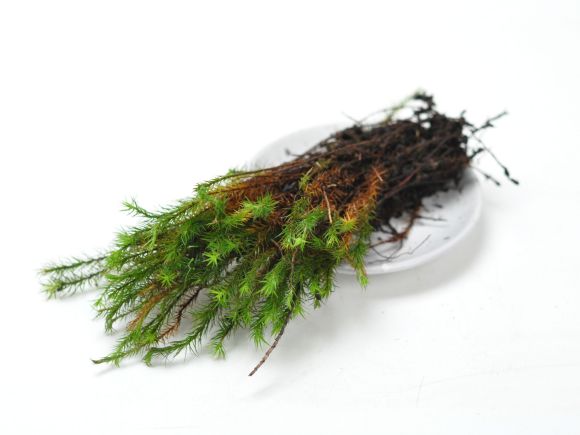 楽天市場】苔 スギゴケ 大トレー 杉苔 すぎごけ 苔玉 苔テラリウム 苔