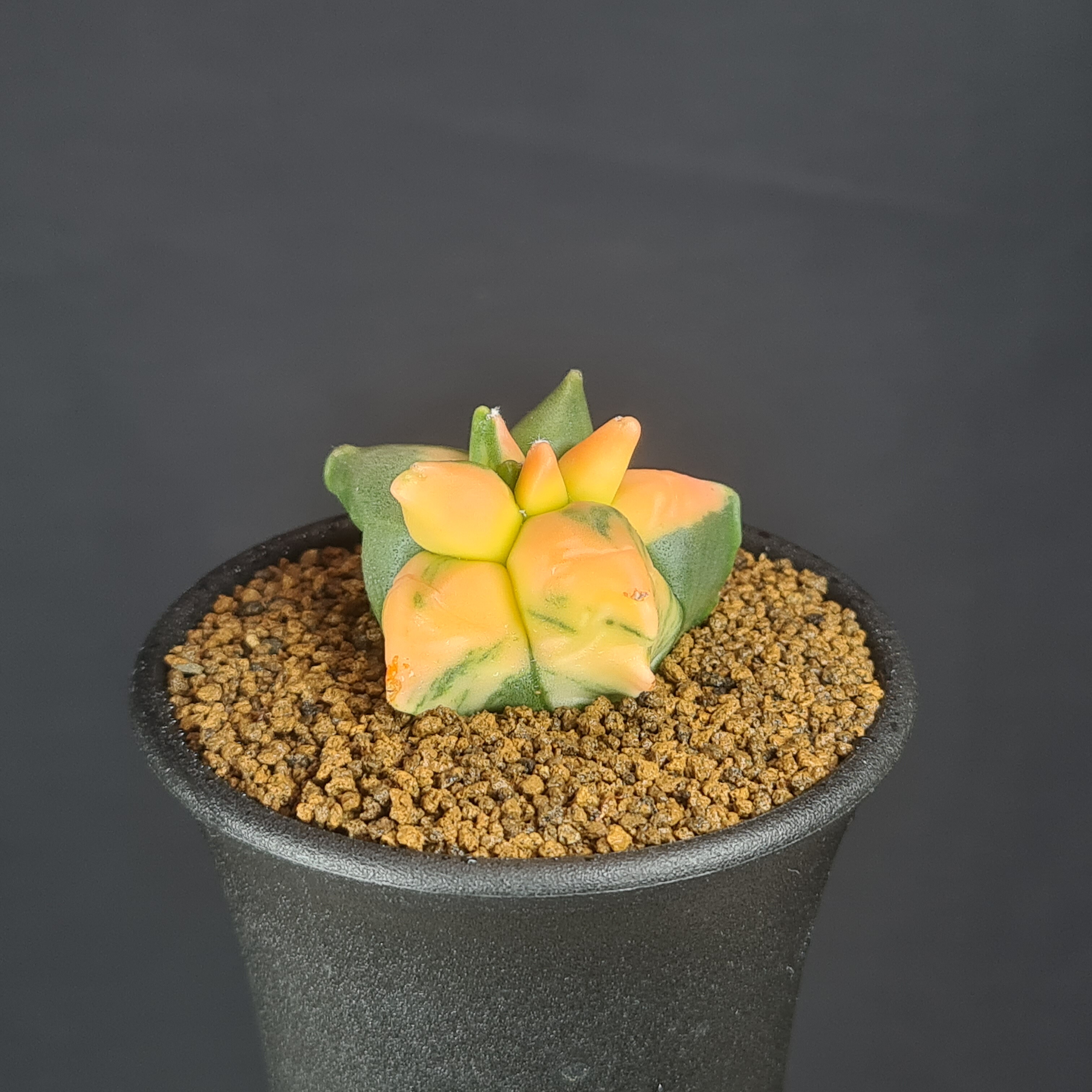 楽天市場】アストロフィツム・亀甲鸞鳳玉錦 7.5cm鉢 カクタス長田