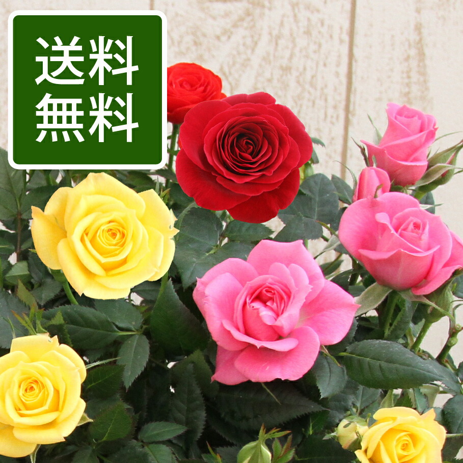 楽天市場】大輪ミニバラ！お得な品質お試し3鉢セット（※品種・花色