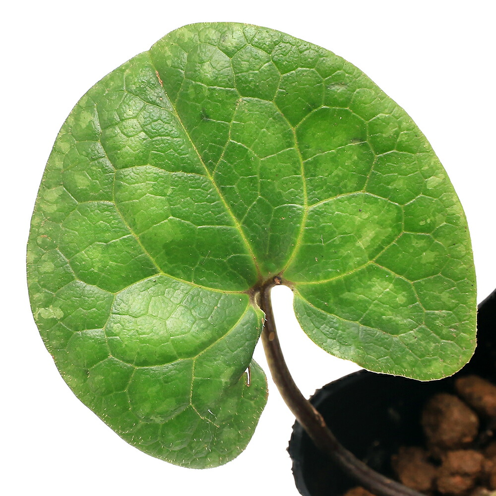 楽天市場】（山野草）カンアオイ（寒葵）タマノカンアオイ（多摩之寒葵