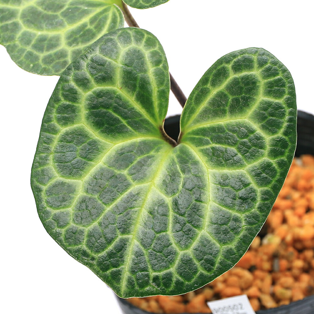 楽天市場】（山野草）カンアオイ（寒葵）亀甲葉 センカクカンアオイ 3