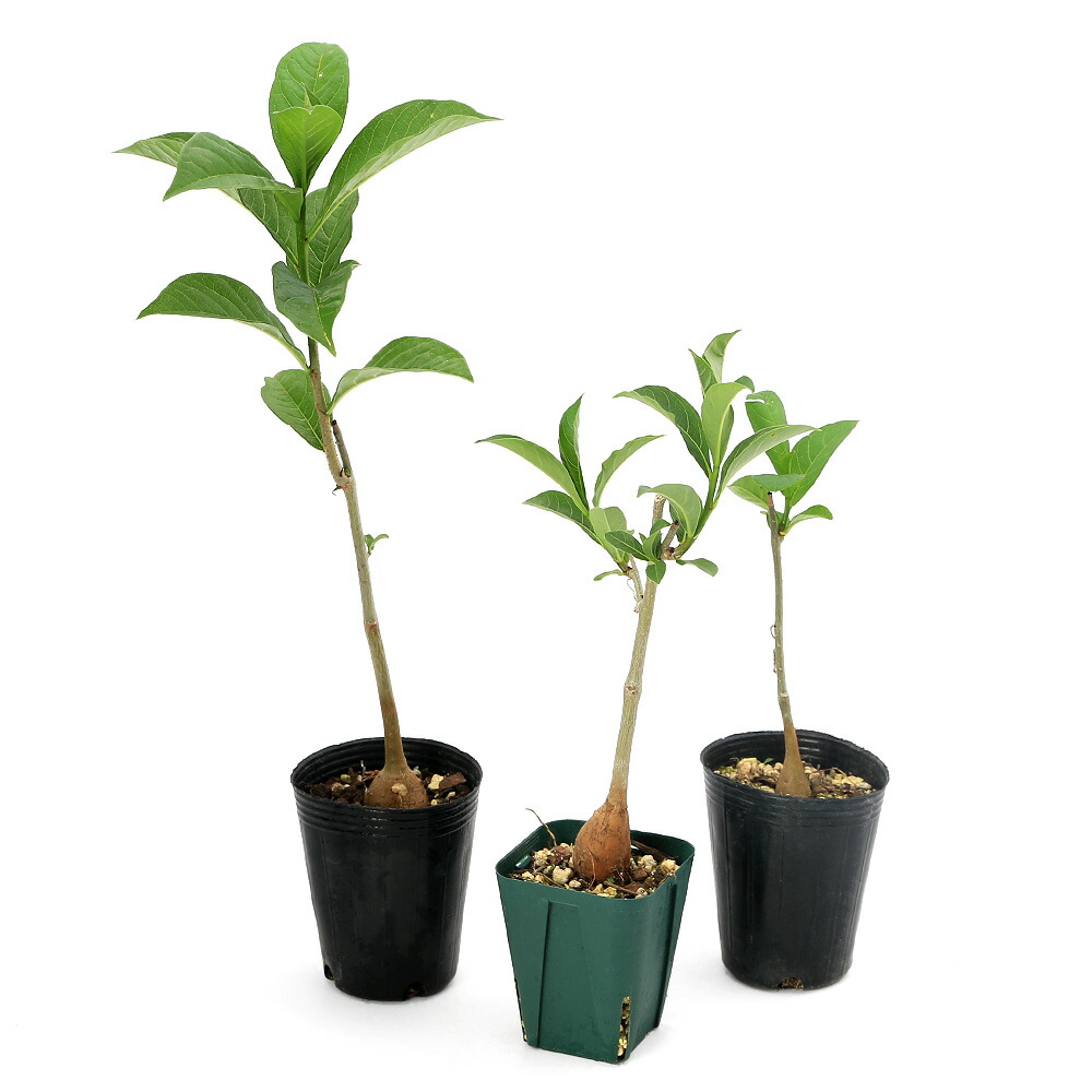 楽天市場】（多肉植物）バオバブの木 アダンソニア ディギタータ 実生