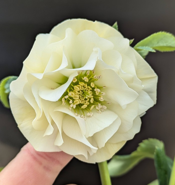 楽天市場】【現品】クリスマスローズ ダブル咲き ホワイト系 6号鉢植え