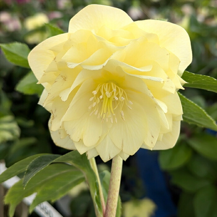 楽天市場】【現品】クリスマスローズ 多弁ダブル咲き ゴールドオーレア