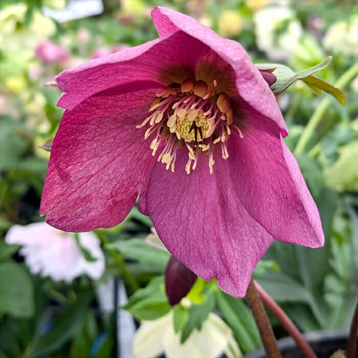 楽天市場】クリスマスローズ HGC ラベンダーピンク 7号セラアート