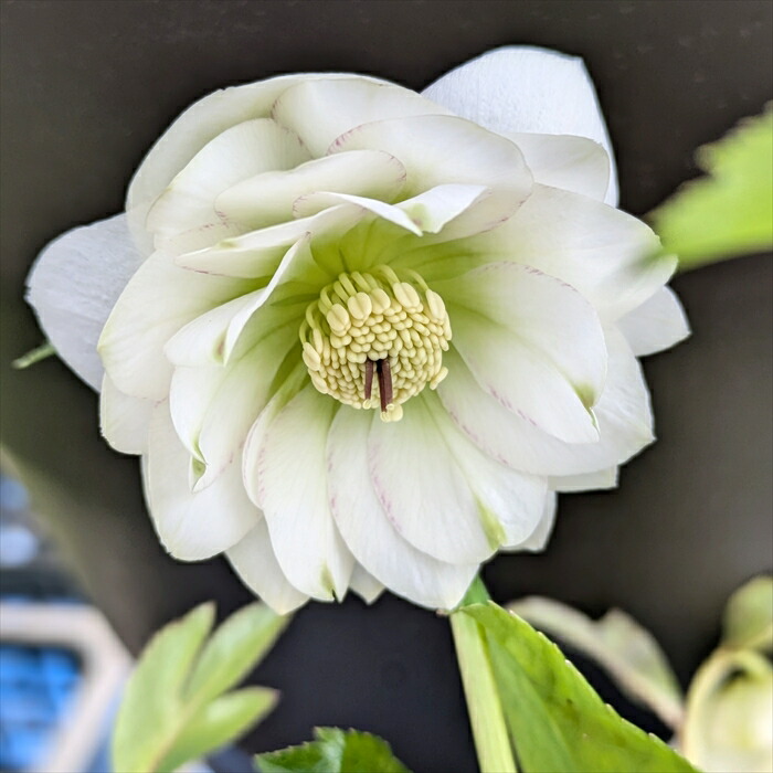 楽天市場】【現品】クリスマスローズ 実生苗 八重咲き グリーンリップ