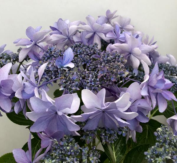 楽天市場】【花咲き過ぎ】アジサイ（紫陽花・あじさい） ダンス