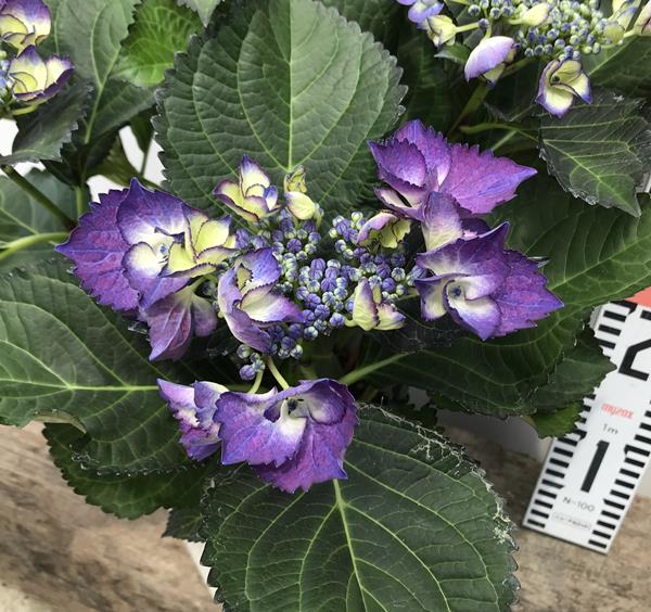 楽天市場】アジサイ（紫陽花・あじさい）ブラックダイアモンド ダーク