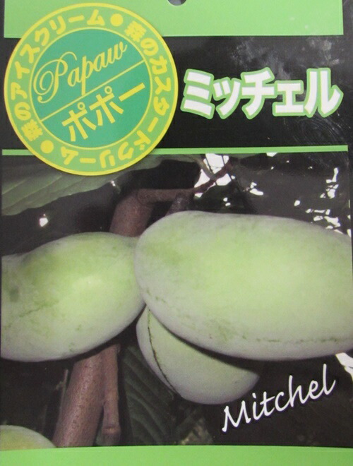 楽天市場】【選べる現品発送】ポポー ミッチェル 苗木 接ぎ木苗 樹高
