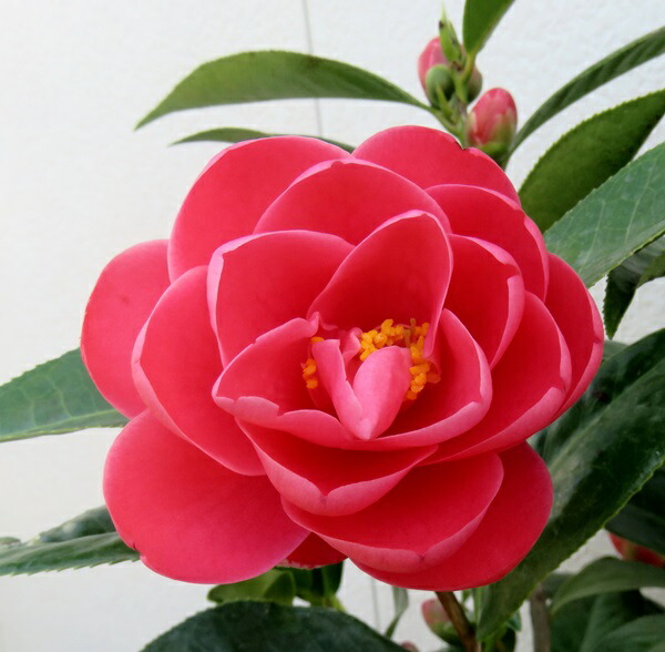 楽天市場】【選べる現品】ベトナムツバキ ハイドゥン 赤花 苗木 7号