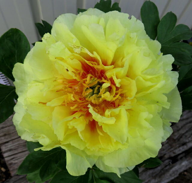 楽天市場】シャクヤク(芍薬) オリエンタルゴールド 6号苗